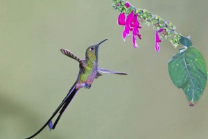 Black-rojen hummingbird clapfeljar - neverjetno ustvarjanje perja